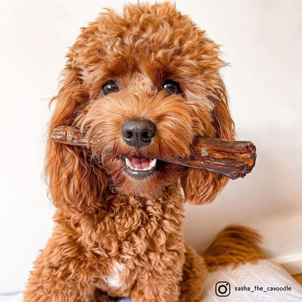 What Are The Top 10 Healthiest Dog Treats?