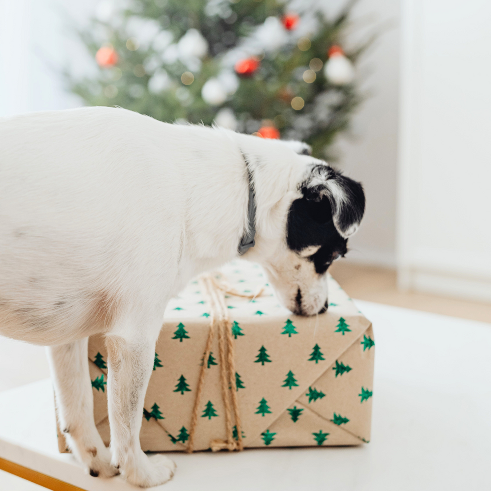 What can dogs eat at Christmas?