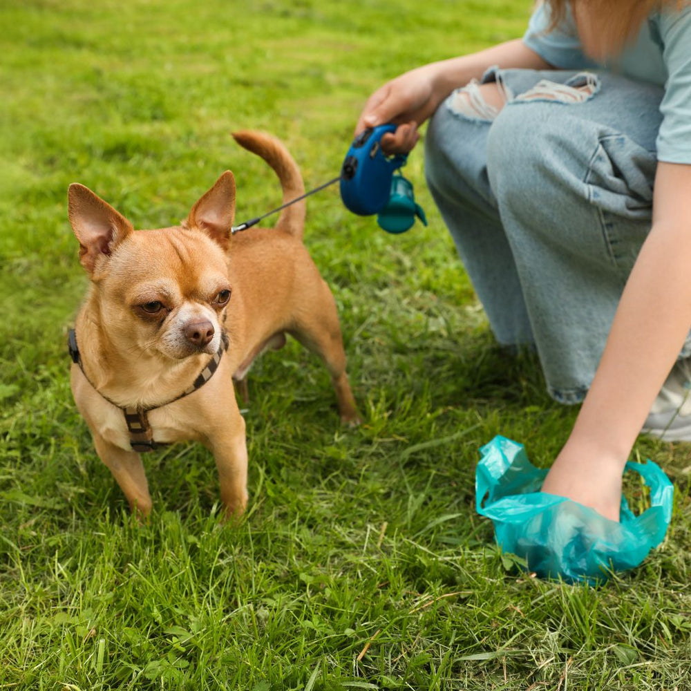 Can Dog Treats Cause Diarrhoea?