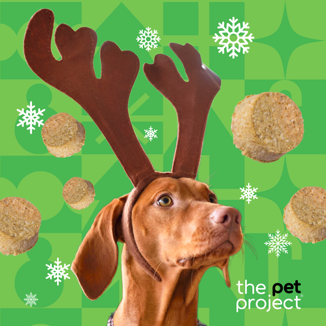 GINGERBREAD COOKIES – The Pet Project